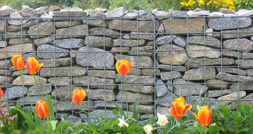 Gabionenmauer mit Tulpen